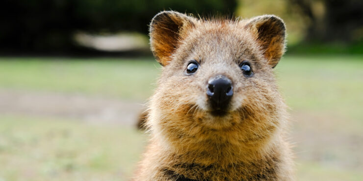 Let’s Explore: Rottnest Island (Wadjemup)