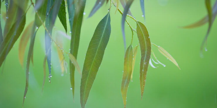 Buddhist Society of WA November Meditation Classes