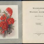 Scanned page of book Wildflowers of Western Australia