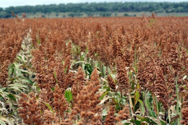 Red sorghum crop.