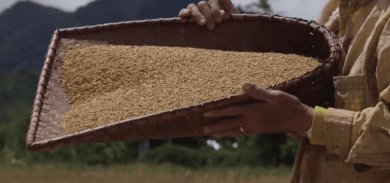 Highland rice being hand winnowed (removing the dust and chaff from the grain) at Bario in the process of sun-drying.]