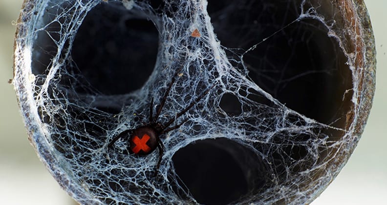Dr Deplazes is interested in the properties of spider venom.