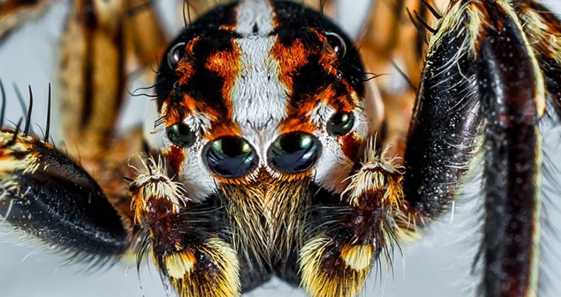 Dr Deplazes is studying the anti-cancer activity of a spider venom peptide.
