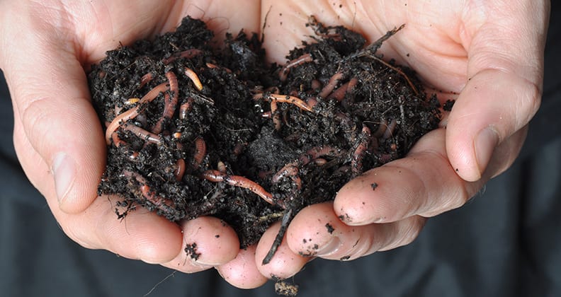 Close-up of hands holding soil containing worms.