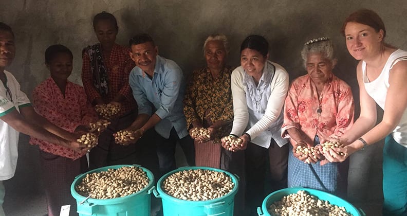 Timorese holding up harvested peanuts from bags filled with peanuts.