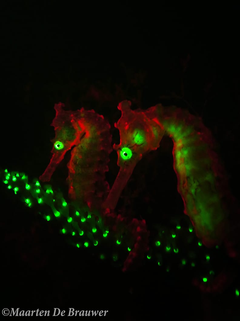 Seahorses under biofluorescence close-up.