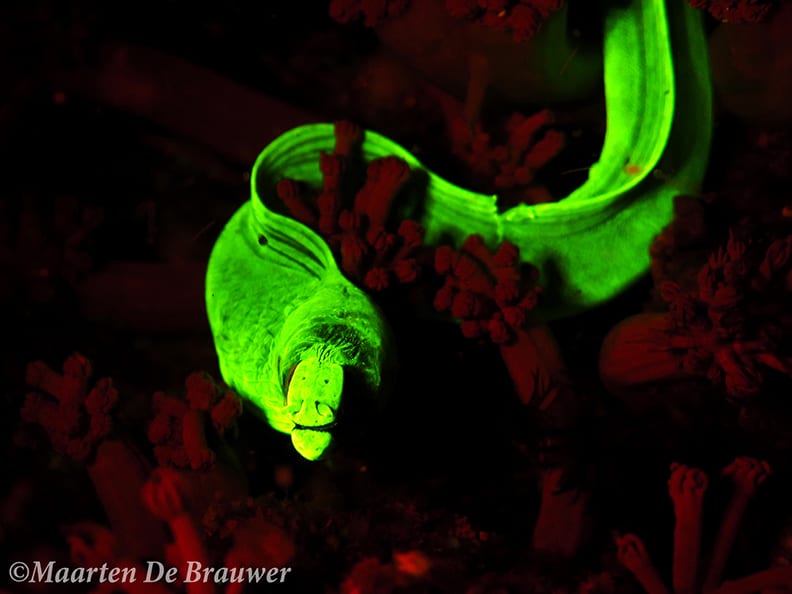 Close up of moray species
