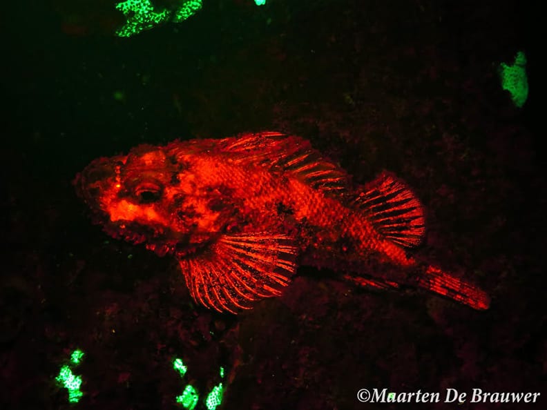 Scorpionfish captured with its biofluorescence.