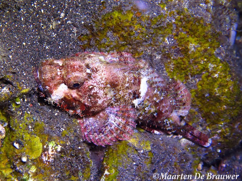 Scorpionfish