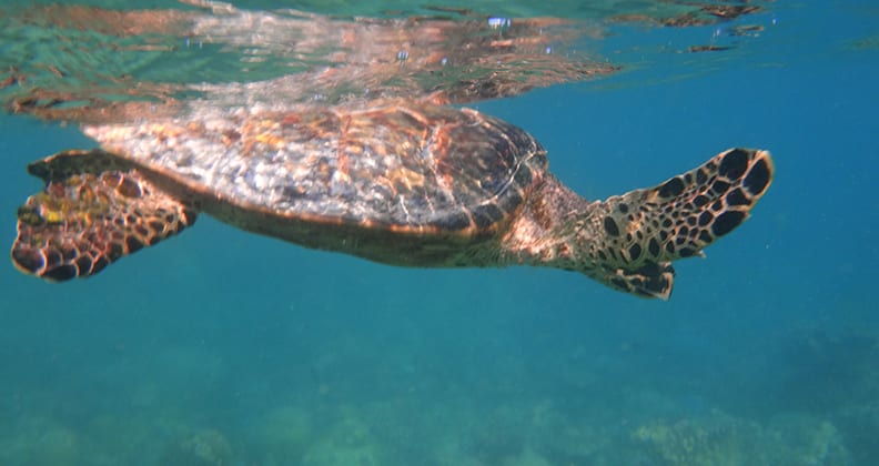 A turtle swims just beneath the water's surface.