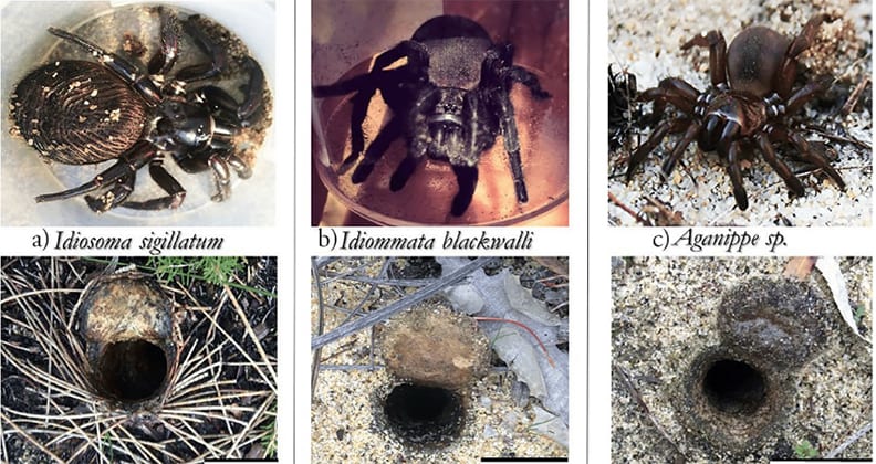 Three trapdoor spiders with corresponding images of different burrow types: twigs, leaves and bare ground. 