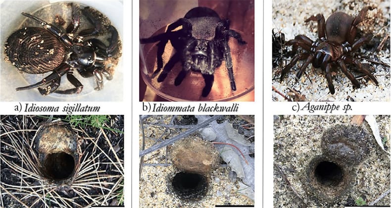 Three trapdoor spiders with corresponding images of different burrow types: twigs, leaves and bare ground.