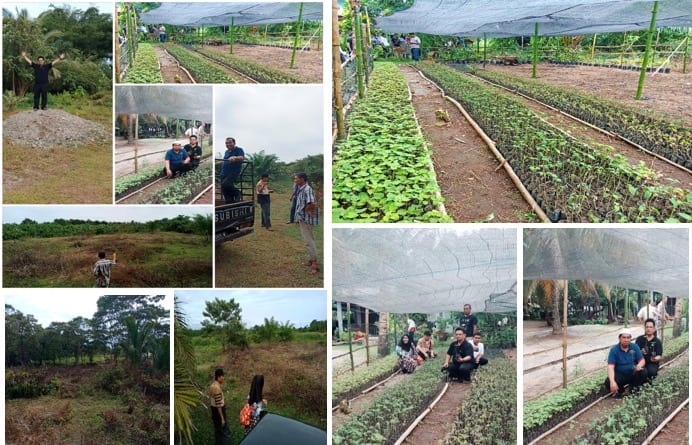 Patchouli Nursery in Aceh, Jaya.