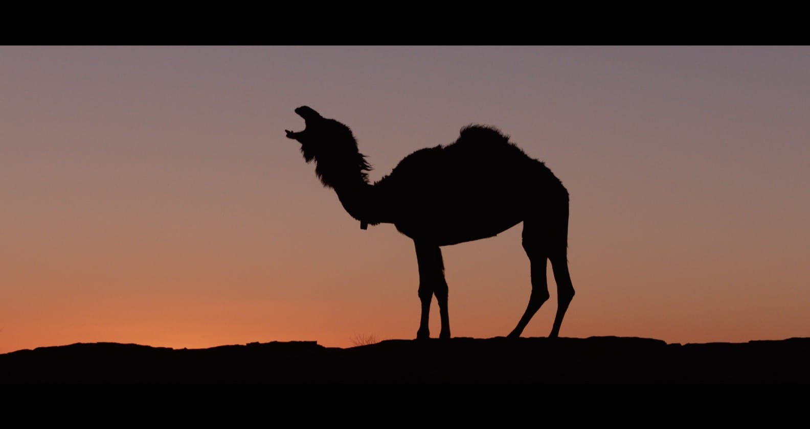Silhouette of camel wearing Judas Collar