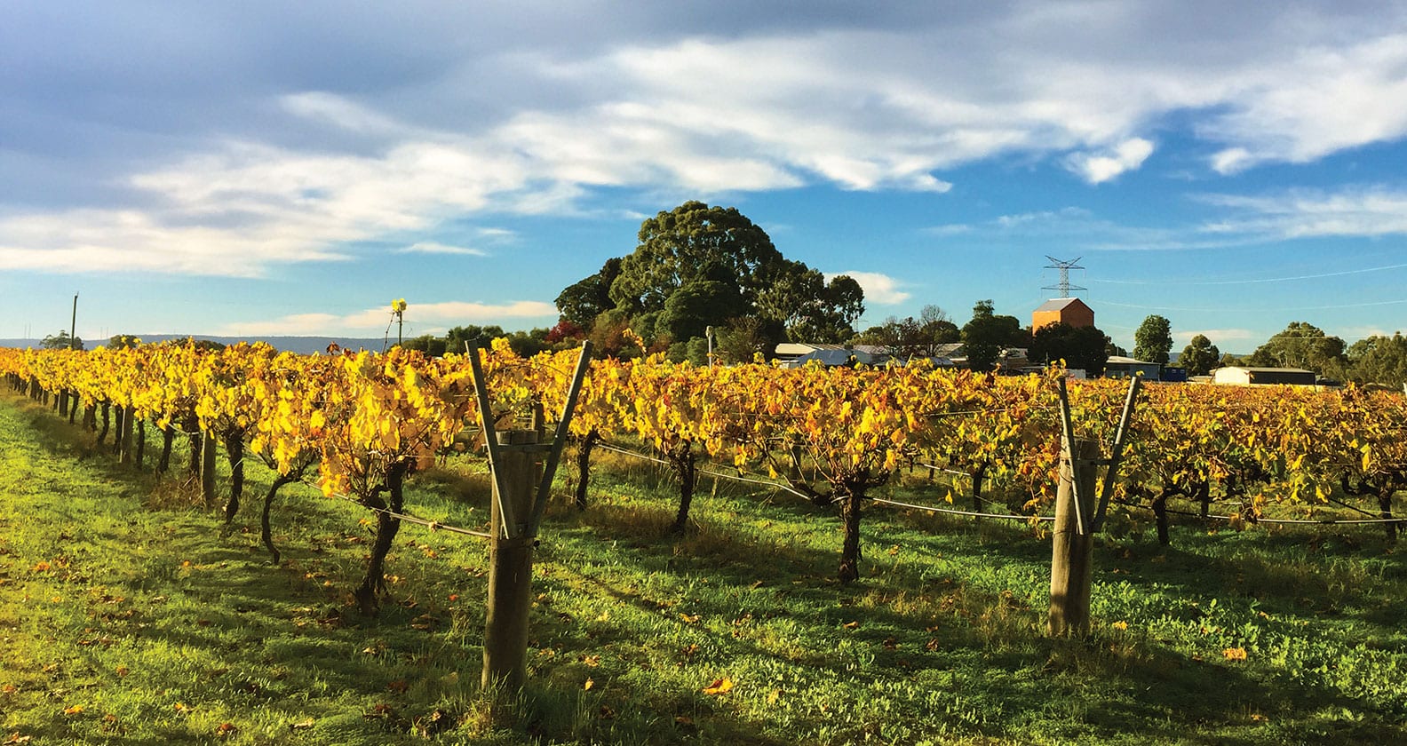 Swan Valley winery