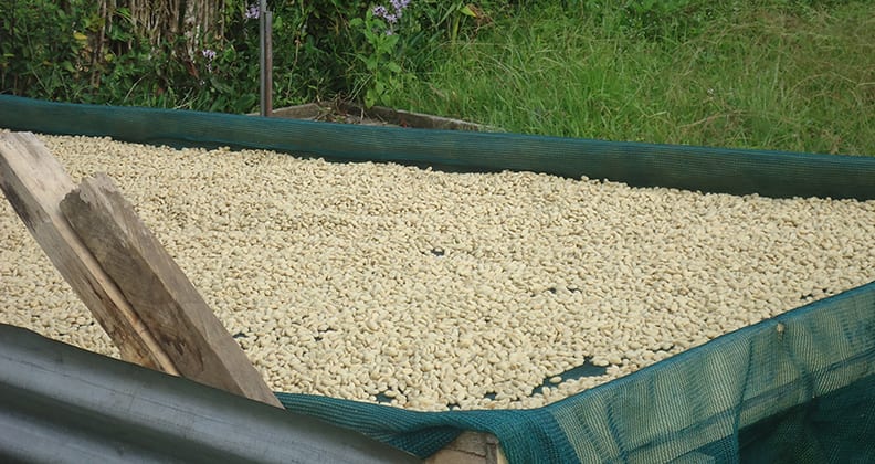 Parchment coffee drying in the sun. 