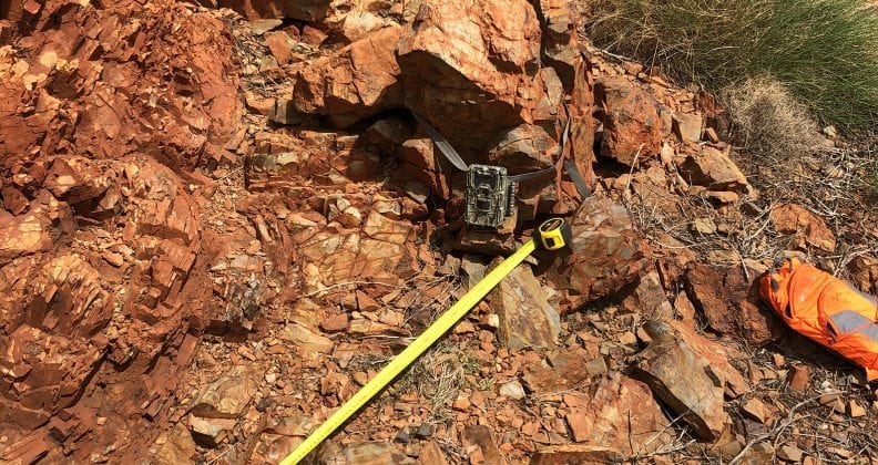 One of the cameras set up to capture and identify quolls on the ConsMin mine site. 