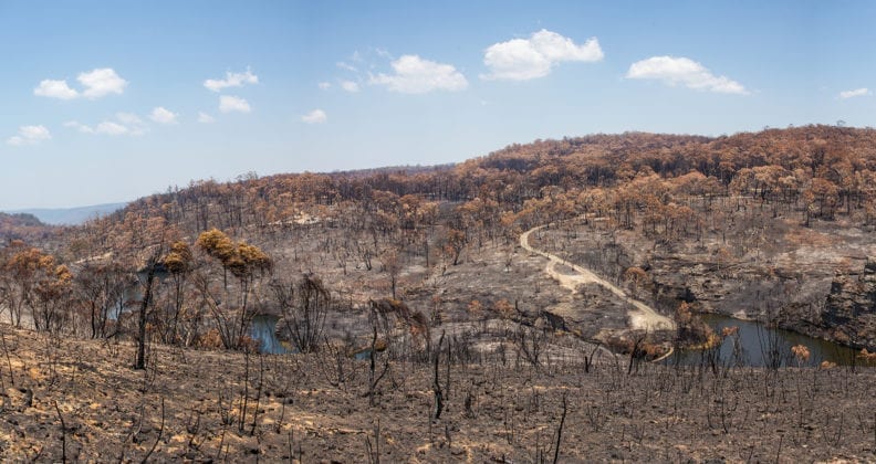 A blackened, scorched area of the Blue Mountains after the 2019-20 summer bush fires.