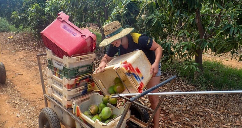 Janelle in a Bunning straw hat tips mangoes from one crate into another in a mango plantation.