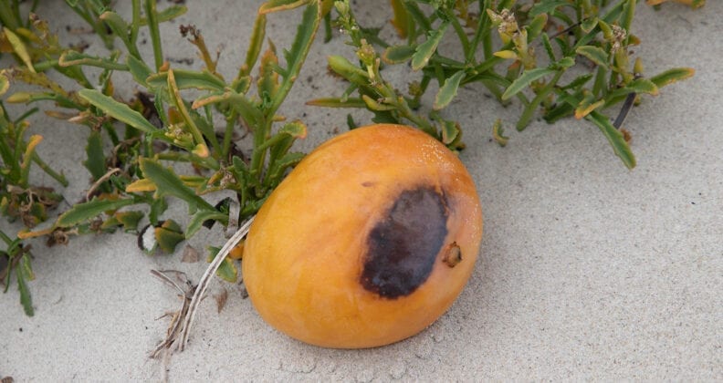 A mango on beach sand with dark spot on its skin.