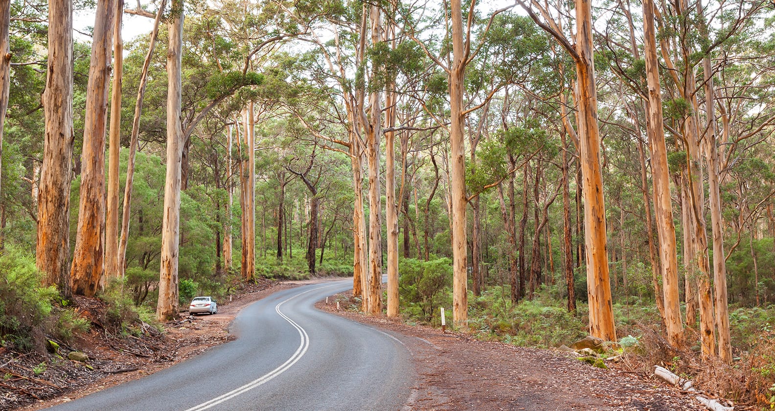 View of karri forest from the Boranup Lookout.