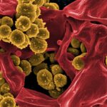 How do superbugs become super? Understanding antibiotic resistance