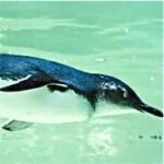 Do penguins sing under water?