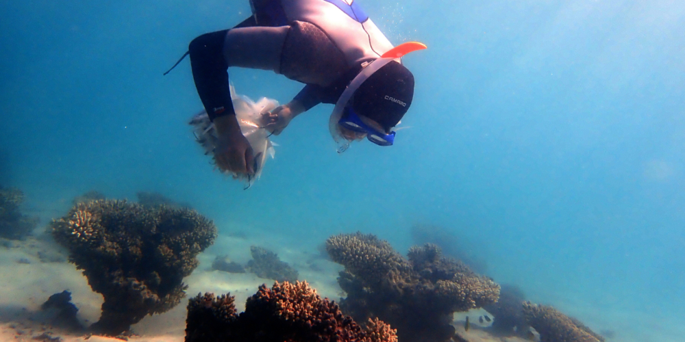 Image for Ningaloo corals are ill-equipped to handle future climate change