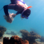 Scuba diver in the ocean