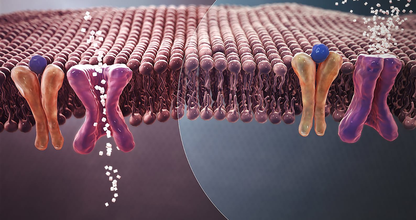 Image for Study finds tiny ‘nano’ capsules effective in treating type two diabetes