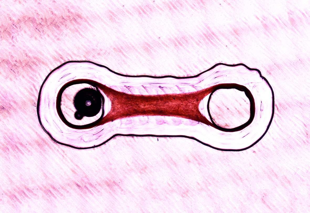 Image for Futile Labor