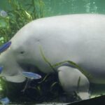 Curtin Sarawak students join global youth pitching for dugong and seagrass conservation at GlobCom 2016