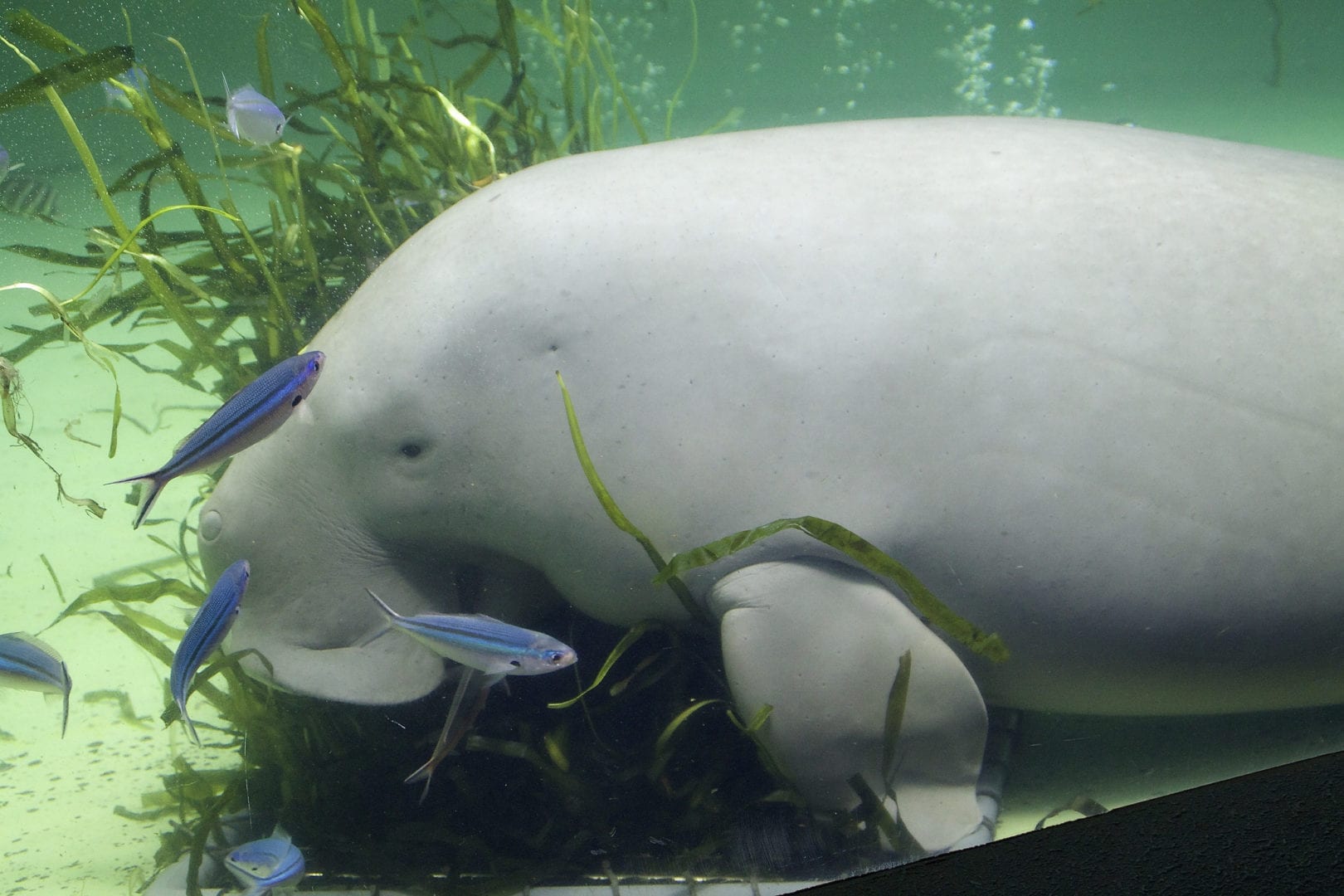 Image for Curtin Sarawak students join global youth pitching for dugong and seagrass conservation at GlobCom 2016
