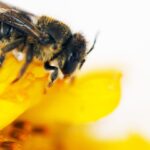 Curtin research finds first African carder bees to reach Western Australia