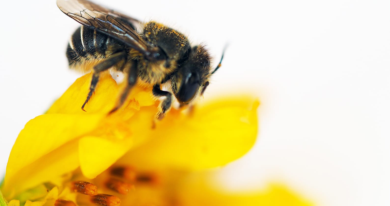 Image for Curtin research finds first African carder bees to reach Western Australia