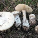 Deadly mushroom identified in south west