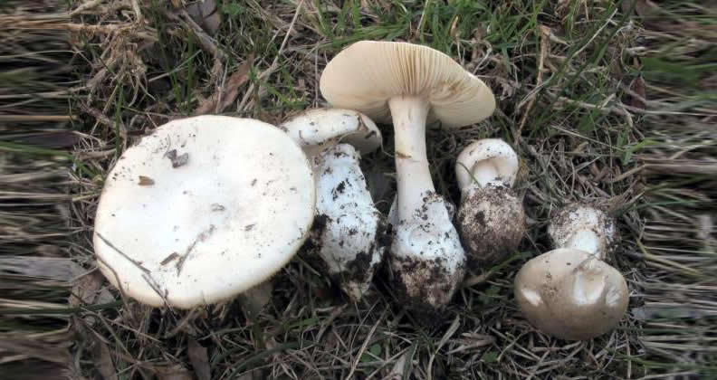 Image for Deadly mushroom identified in south west