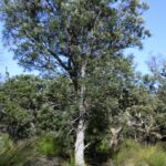 Predicting the future of Banksia – Genetic analyses of iconic plant explains its survival ability