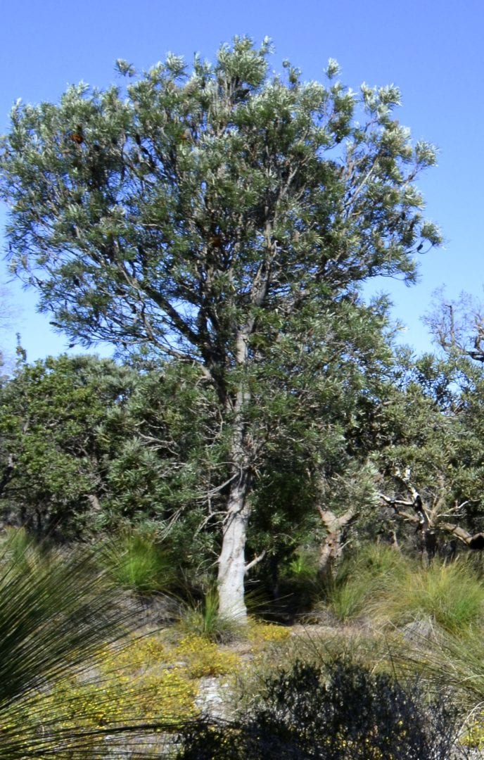 Image for Predicting the future of Banksia – Genetic analyses of iconic plant explains its survival ability