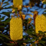 Fire and flora: a relationship 100 million years strong