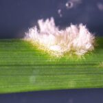 Watch out for powdery mildew on resistant varieties
