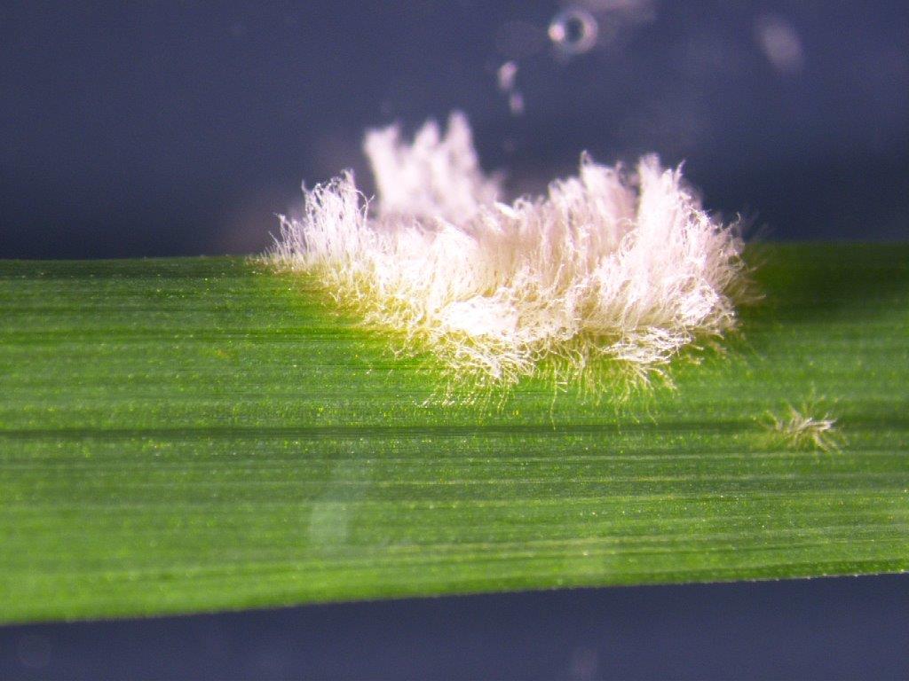 Image for Watch out for powdery mildew on resistant varieties