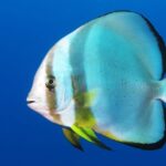 Singing fish no tall tale