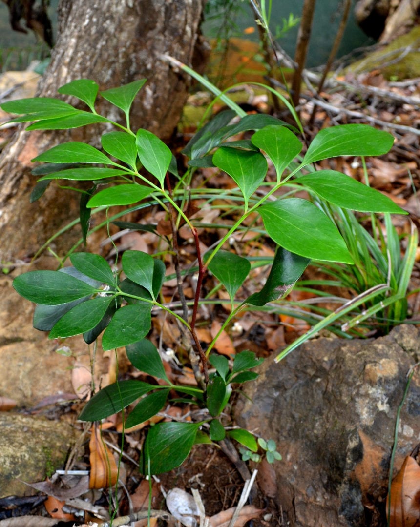 Image for Research shows ancient tropical plant once called Antarctica home