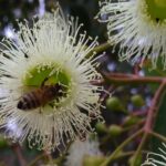 Angry bees produce better venom, Curtin researchers find