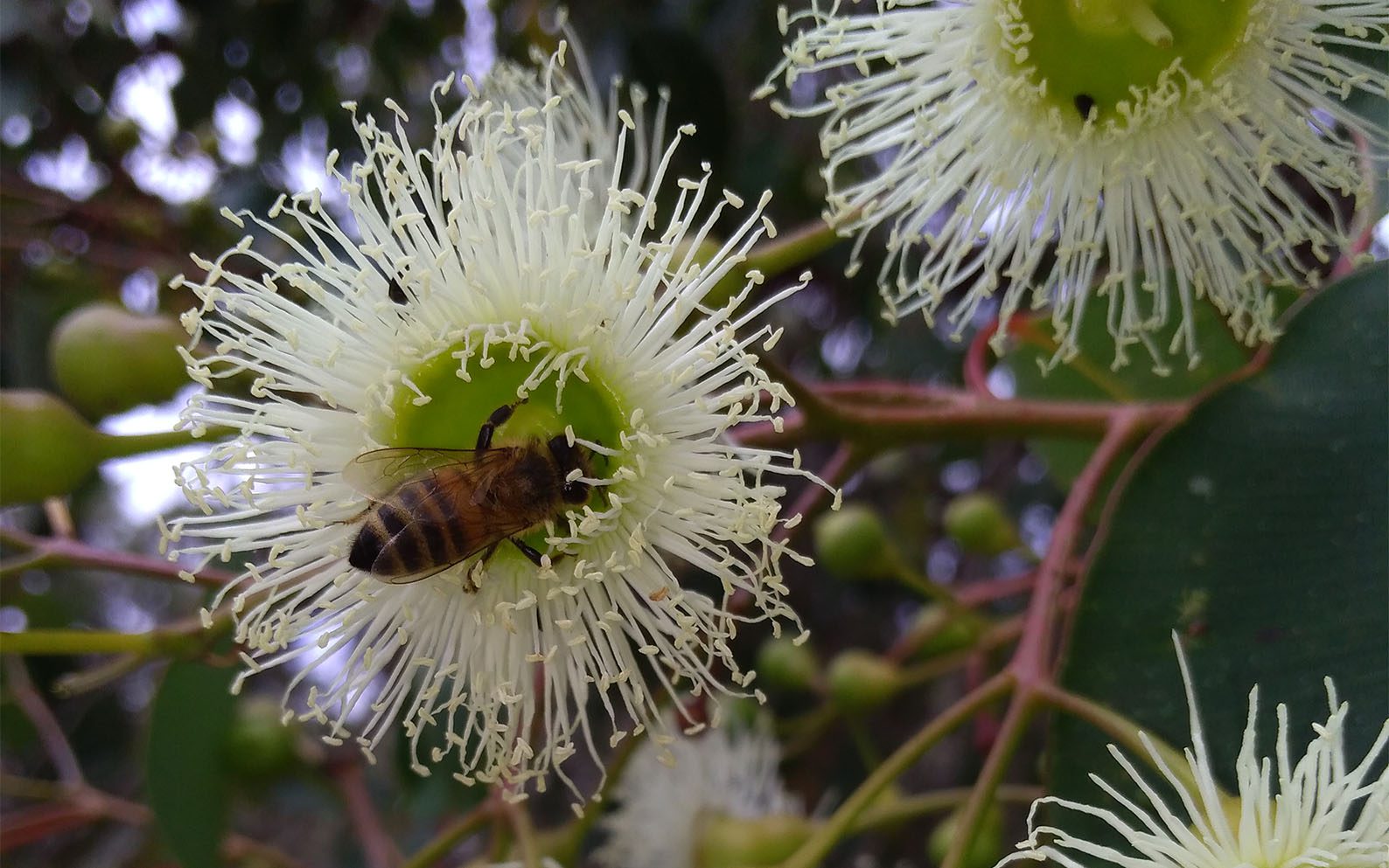 Image for Angry bees produce better venom, Curtin researchers find