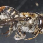 Curtin research uncovers unique nesting habits of WA resin bee