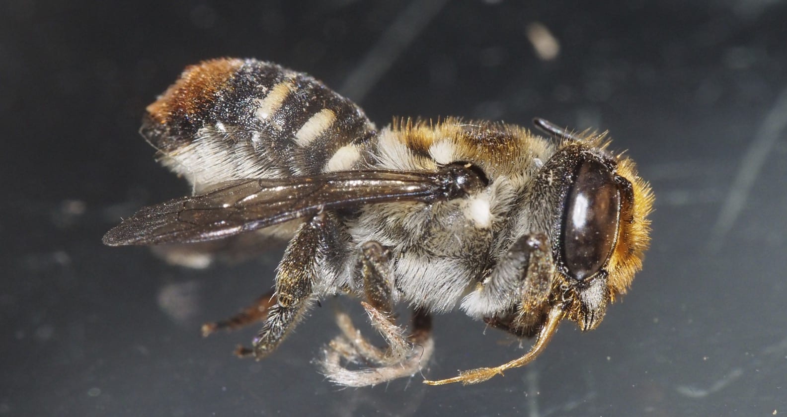 Image for Curtin research uncovers unique nesting habits of WA resin bee