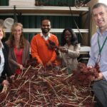Curtin research to unlock health potential of ancient grain