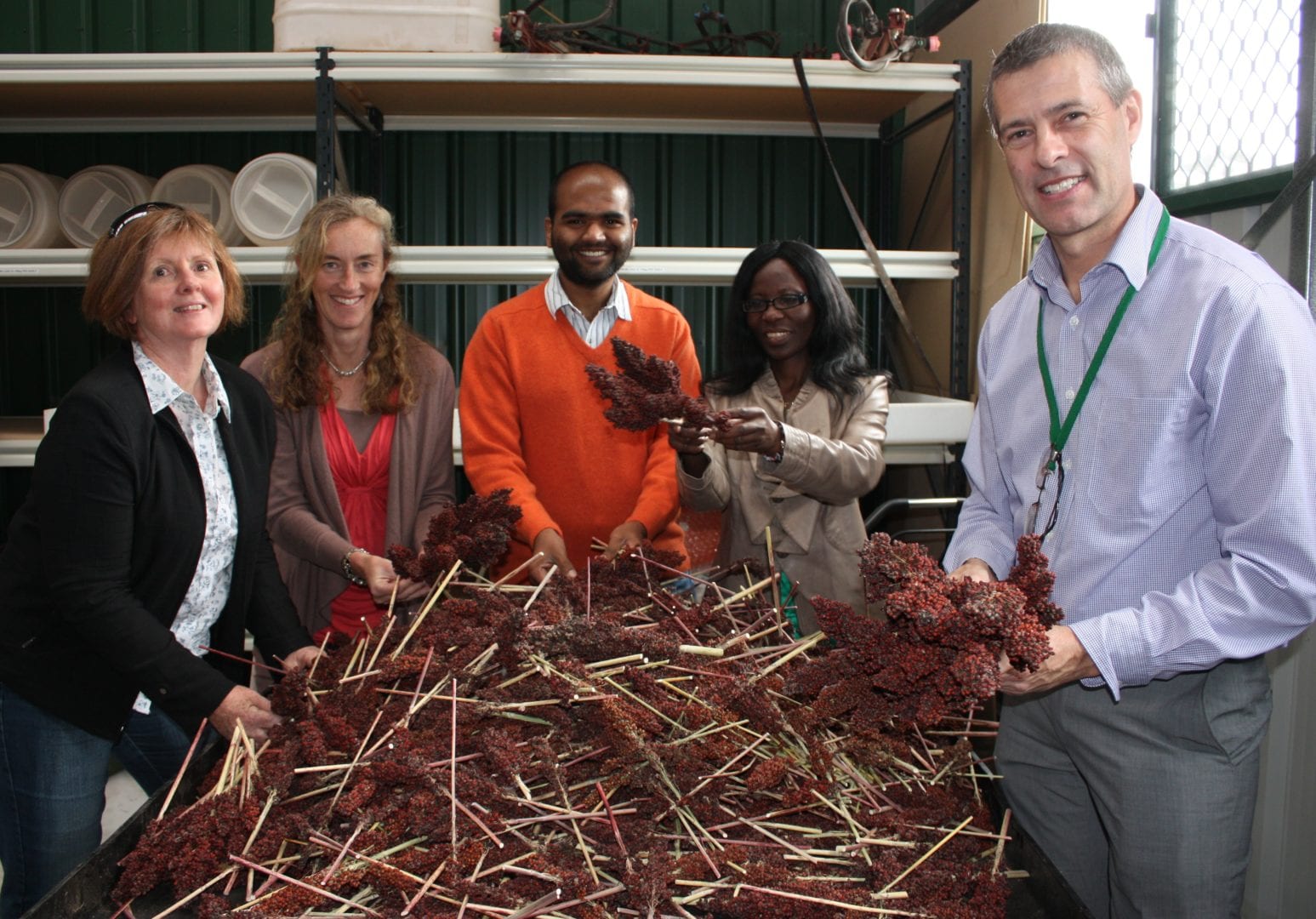 Image for Curtin research to unlock health potential of ancient grain